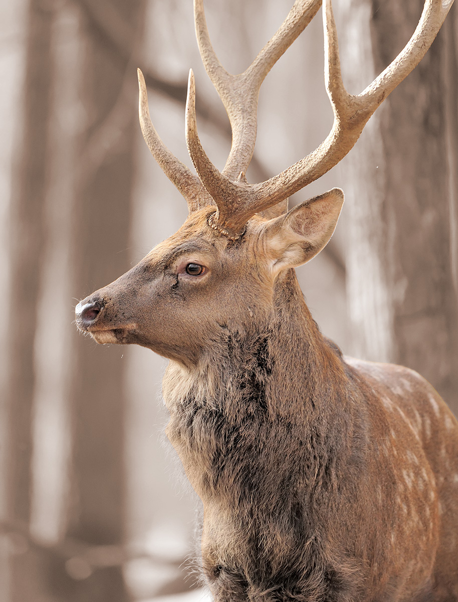 Striking photograph of a deer with large antlers in a Utah forest.
