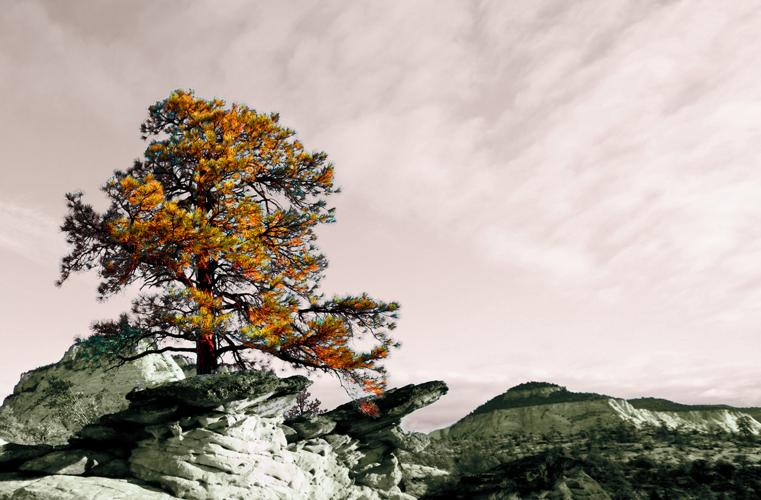 Photograph of a tree flourishing in the harsh climate of Zion’s National Park, Utah.